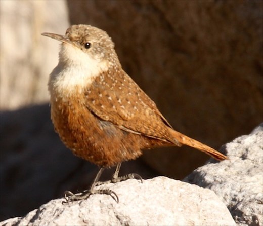 Canyon wren, Chiricahua National Monument