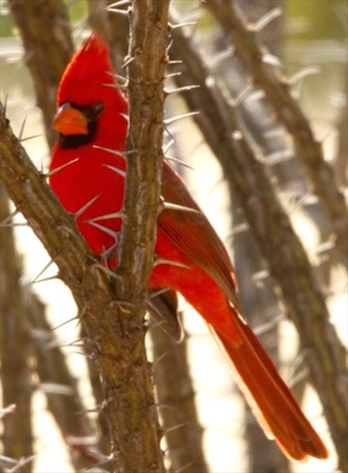Northern cardinal, Coronado National Fores