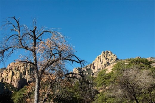Cove Creek, Coronado National Forest 