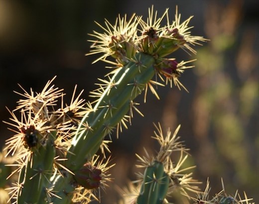 A thorny subject, cholla cactus