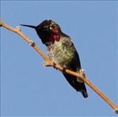 Costa's hummingbird, Gilbert Riparian Nature Center: by vagabonds3, Views[305]