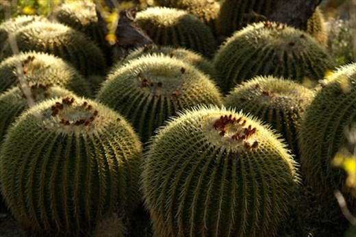 Golden barrel cactus, Bryce Thompson Arboretum