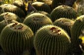 Golden barrel cactus, Bryce Thompson Arboretum: by vagabonds3, Views[325]