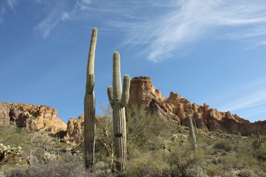 Saguaro cacti, Box Canyon