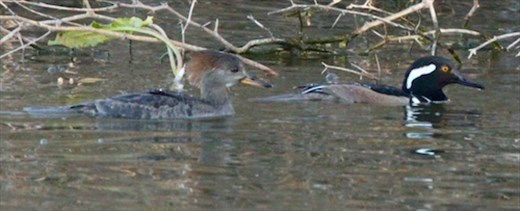 Pair of hooded mergansers, Gilbert Riparian Nature Center
