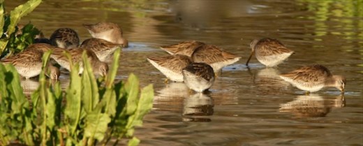 Long-billed dowatchers, Gilbert Riparian Nature Center