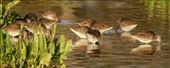 Long-billed dowatchers, Gilbert Riparian Nature Center: by vagabonds3, Views[418]