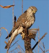 Merlin with breakfast, White Water Draw: by vagabonds3, Views[353]
