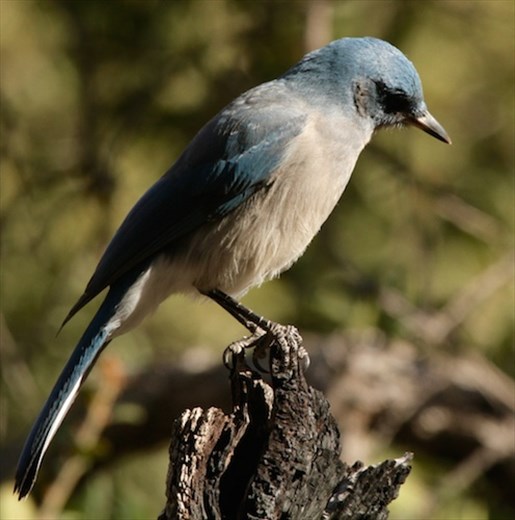 Mexican jay, Chiricahua National Monument