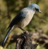 Mexican jay, Chiricahua National Monument: by vagabonds3, Views[384]