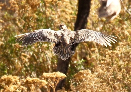 Montezuma quail, Chiricahua National Monument