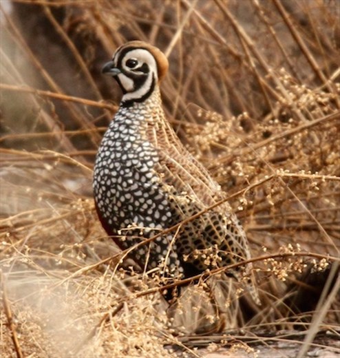 Montezuma quail, Chiricahua National Monument