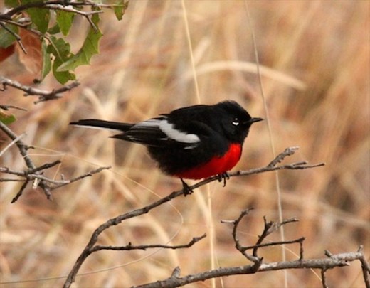 Painted Redstart, Fort Huachuca