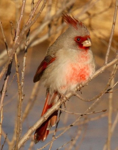 Pyrrhuloxia, White Water Draw