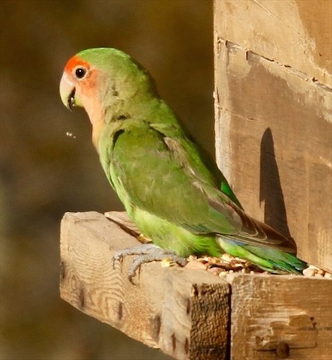 Rosey-faced lovebird, invasive but pretty, Apache Junction