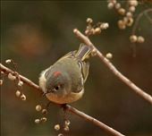 Ruby-crowned kinglet, Christmas Bird Count, Portal: by vagabonds3, Views[399]
