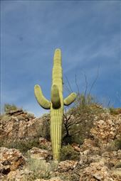 Saguaro cactus, Box Canyon: by vagabonds3, Views[353]