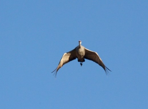 Sandhill on final approach, White Water Draw
