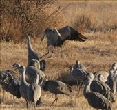Sandhill cranes, White Water Draw: by vagabonds3, Views[484]