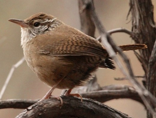 Sinaloa wren, Ft. Huachuca