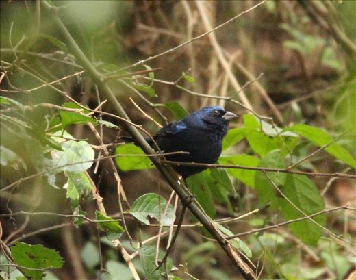 Blue Bunting, La Frontiera, Brownsville