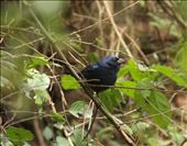 Blue Bunting, La Frontiera, Brownsville: by vagabonds3, Views[957]