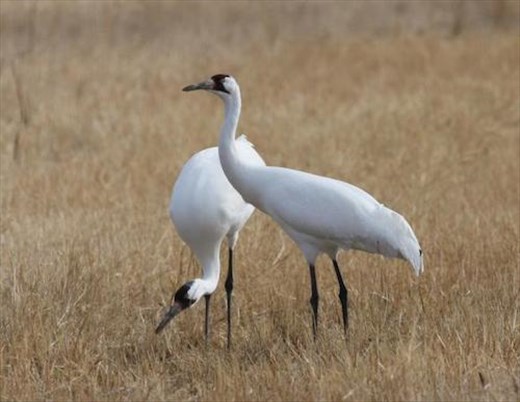 Whooping cranes