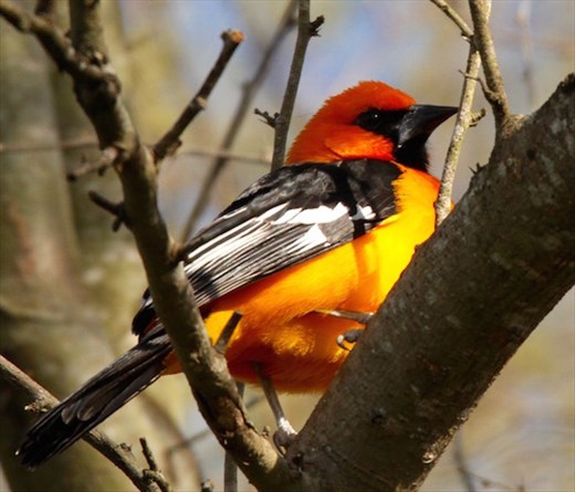 Altamira oriole, Resaca de la Palma, Brownsville
