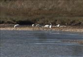 Six of 440 wild whoopers in the world, Aransas National Wildlife Sanctuary: by vagabonds3, Views[399]