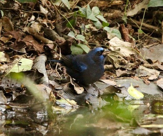 Blue Bunting, La Frontiera, Brownsville
