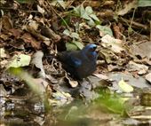Blue Bunting, La Frontiera, Brownsville: by vagabonds3, Views[375]