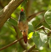 Buff-bellied hummingbird, La Frontiera, Brownsville: by vagabonds3, Views[426]