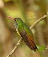 Buff-bellied hummingbird, La Frontiera, Brownsville: by vagabonds3, Views[378]