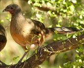 Plain chacalaca, Resaca de la Palma, Brownsville: by vagabonds3, Views[405]