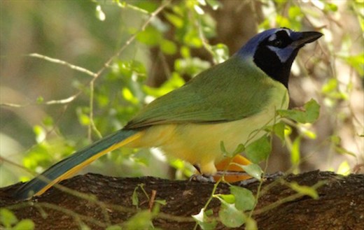 Green jay, Resaca de la Palma, Brownsville