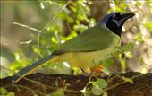 Green jay, Resaca de la Palma, Brownsville: by vagabonds3, Views[320]