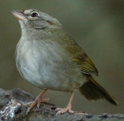 Olive sparrow, Sabal Palma, Brownsville