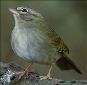 Olive sparrow, Sabal Palma, Brownsville: by vagabonds3, Views[457]