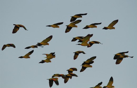 Something to squeak about, Oliviera City Park, Brownsville
