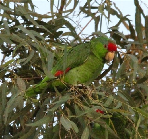 Red-crowned parrot, Oliviera City Park, Brownsville
