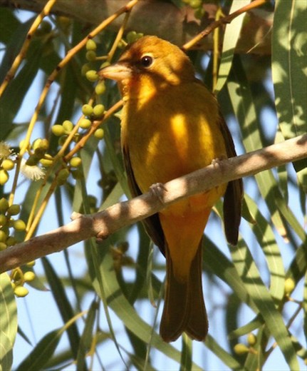 Summer tanager, Resaca de la Palma, Brownsville