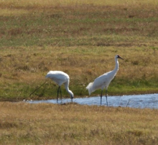 Whooping cranes, Goose Island State Park
