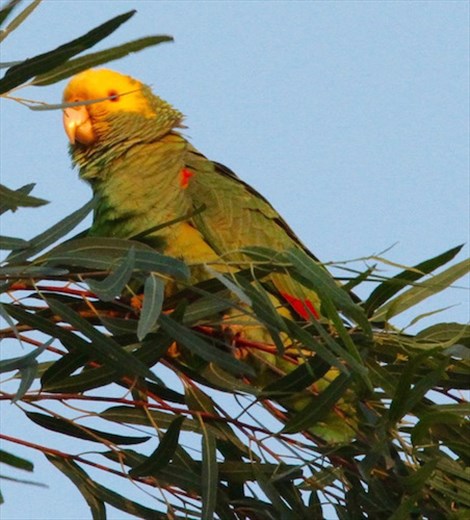 Yellow-headed parrot, Oliviera City Park, Brownsville