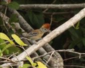 Female black-crested antshrike, Karanambo: by vagabonds3, Views[437]