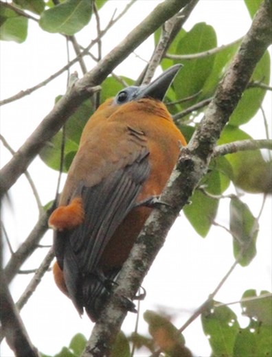 Capuchin bird, the prime target, Karanambo