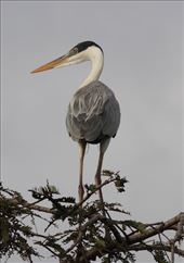 Cocoi heron, Karanambo: by vagabonds3, Views[458]