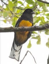Green-backed trogon, Karanambo: by vagabonds3, Views[429]