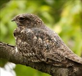 Lesser nighthawk, Karanambo: by vagabonds3, Views[415]
