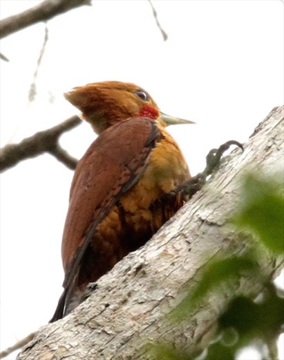 Ringed woodpecker, Karanambo