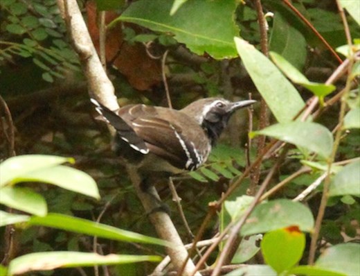 White-fringed antbird, Karanambo